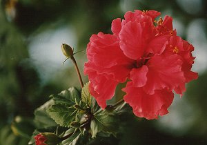 hibiscus.jpg (14707 bytes)